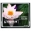 COMPACT FLASH KINGSTON 4GB